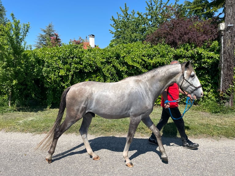 Cruzado Étalon 3 Ans 154 cm Perle in Bratislava