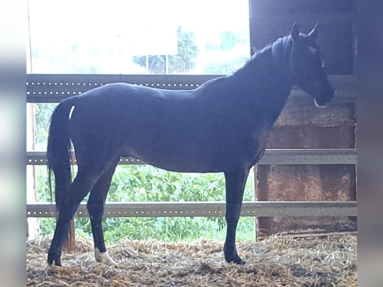 Cruzado Étalon 3 Ans 155 cm  in Almonte