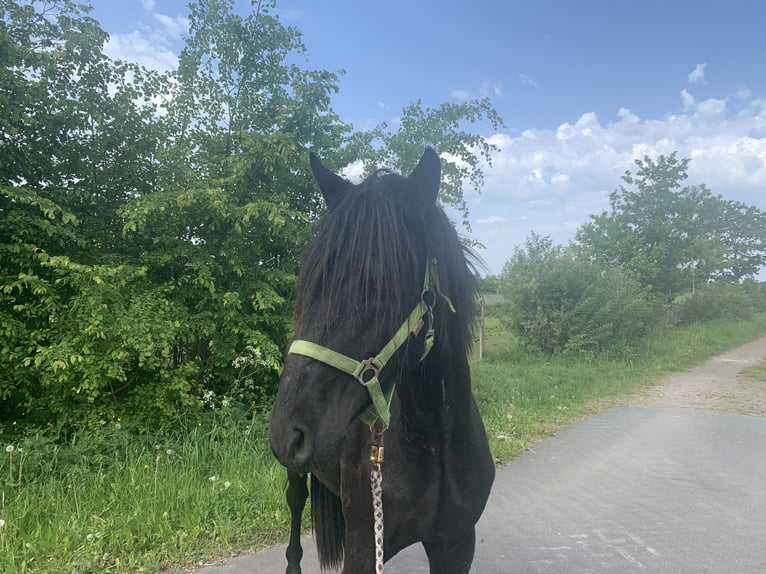Cruzado Étalon 3 Ans 155 cm Noir in Janneby