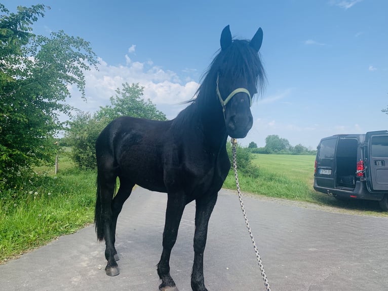 Cruzado Étalon 3 Ans 155 cm Noir in Janneby
