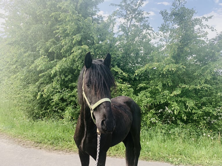 Cruzado Étalon 3 Ans 155 cm Noir in Janneby
