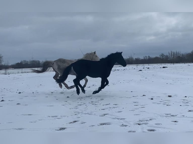 Cruzado Étalon 3 Ans 155 cm Noir in Janneby