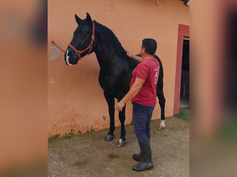 Cruzado Étalon 4 Ans 157 cm Noir in Pedralba