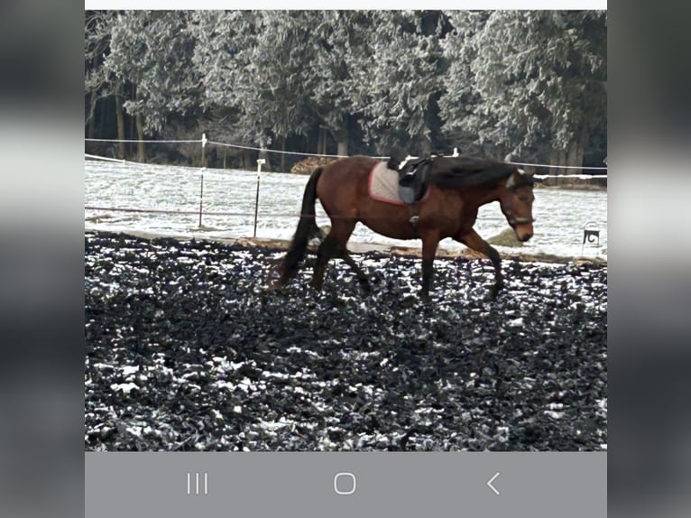 Cruzado Croisé Étalon 4 Ans 162 cm Bai in Obergünzburg