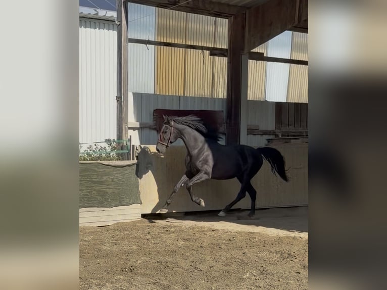Cruzado Étalon 4 Ans 164 cm Noir in Achstetten