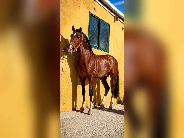 Cruzado Étalon 5 Ans 160 cm Bai clair in Madrid