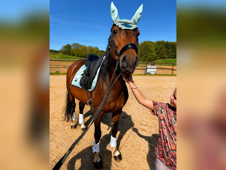 Cruzado Croisé Étalon 8 Ans 152 cm Bai brun foncé in Bexbach