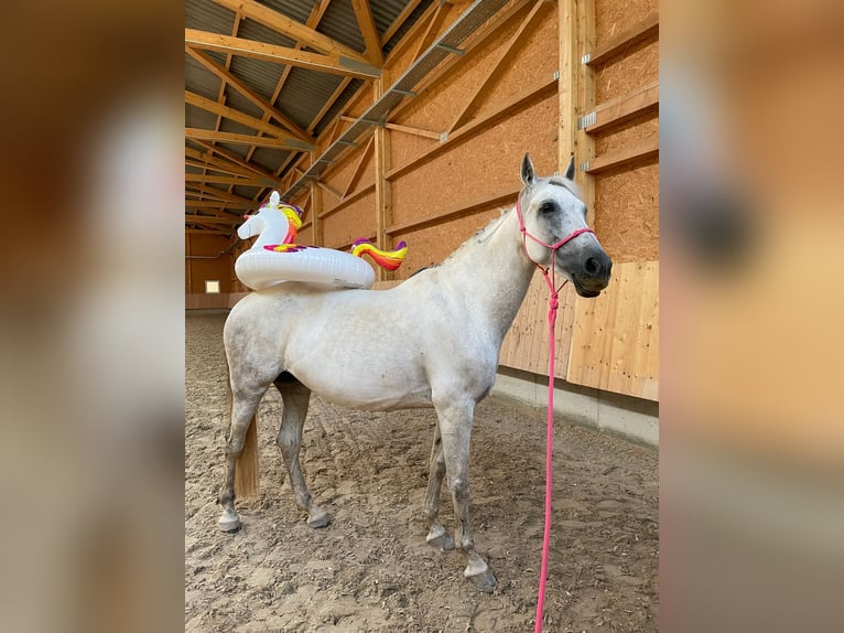 Cruzado Étalon 9 Ans 158 cm Gris in F&#xFC;rth