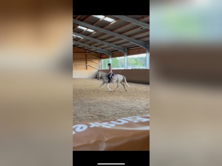 Cruzado Étalon 9 Ans 158 cm Gris in F&#xFC;rth