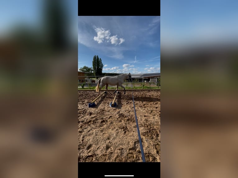 Cruzado Étalon 9 Ans 158 cm Gris in F&#xFC;rth