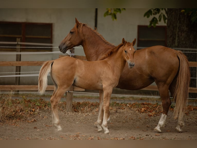 Cruzado Étalon Poulain (04/2026) 160 cm Alezan in Ennepetal