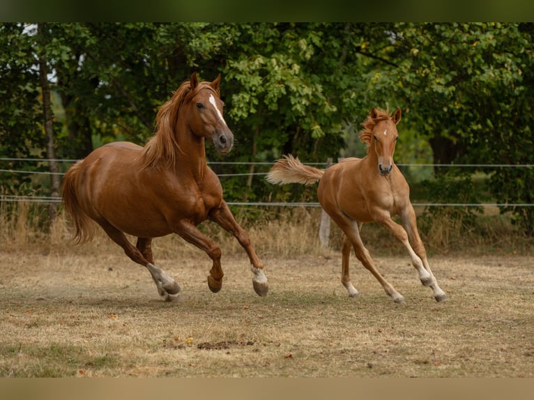 Cruzado Étalon Poulain (04/2026) 160 cm Alezan in Ennepetal