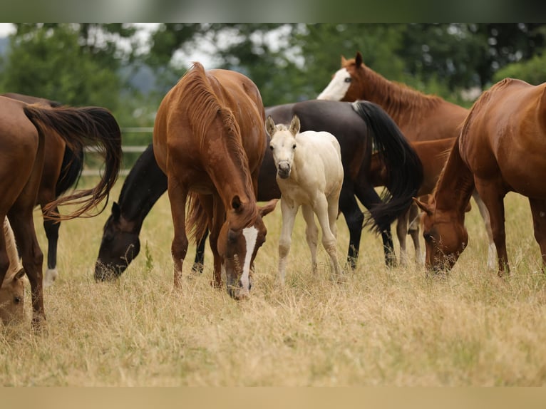 Cruzado Étalon Poulain (04/2026) 160 cm Buckskin in Waldshut-Tiengen
