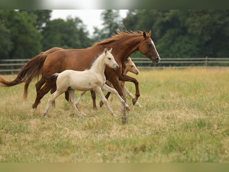 Cruzado Étalon Poulain (04/2026) 160 cm Buckskin in Waldshut-Tiengen