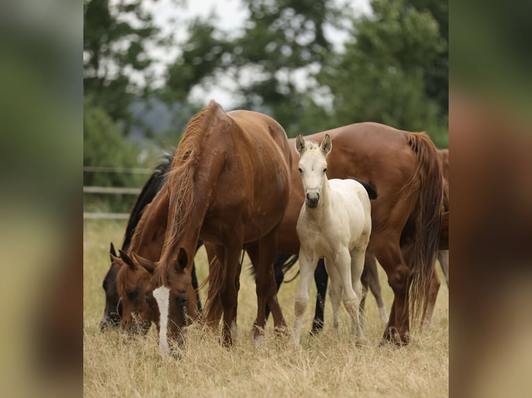 Cruzado Étalon Poulain (04/2026) 160 cm Buckskin in Waldshut-Tiengen