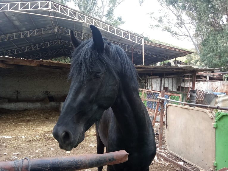 Cruzado Étalon Poulain (01/2026) 160 cm Noir in Malaga