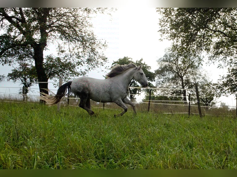 Cruzado Gelding 10 years 14,3 hh Grey in Bad Wimpfen