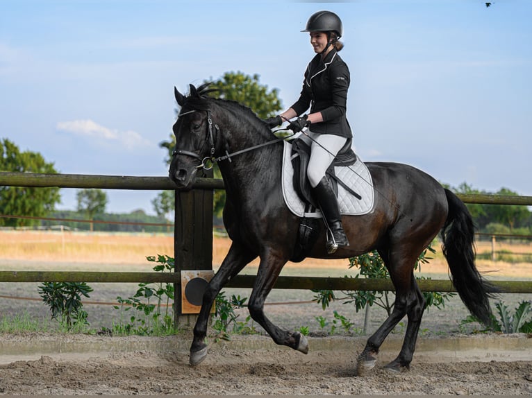 Cruzado Gelding 10 years 15.1 hh Black in Bruchhausen-Vilsen