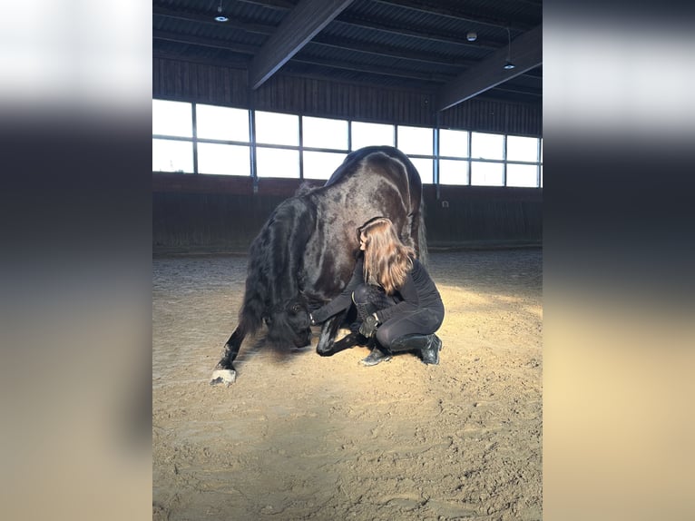 Cruzado Gelding 10 years 15.1 hh Black in Bruchhausen-Vilsen