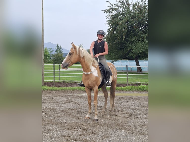 Cruzado Gelding 10 years 15.1 hh Overo-all-colors in Kirchbichl