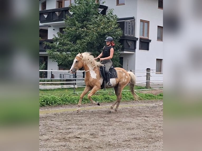 Cruzado Gelding 10 years 15.1 hh Overo-all-colors in Kirchbichl