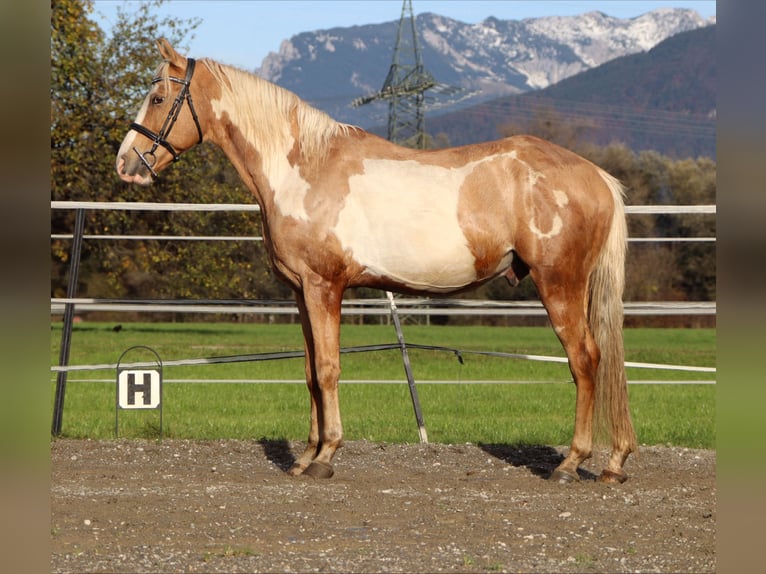 Cruzado Gelding 10 years 15.1 hh Overo-all-colors in Kirchbichl