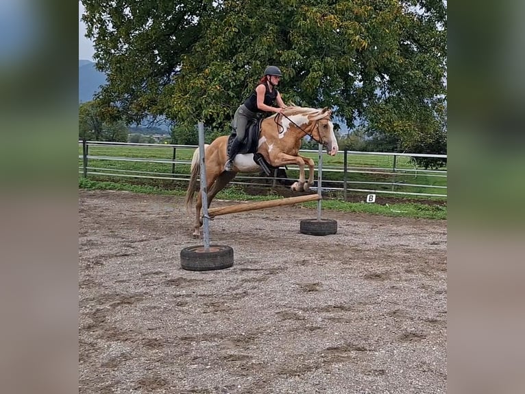 Cruzado Gelding 10 years 15.1 hh Overo-all-colors in Kirchbichl
