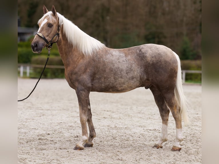 Cruzado Gelding 10 years 15.1 hh Palomino in Neustadt (Wied)