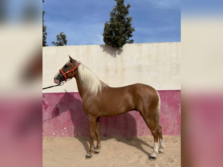 Cruzado Gelding 10 years 15.2 hh Pearl in Muchamiel