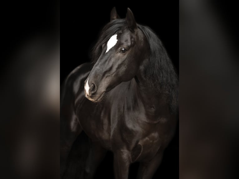 Cruzado Gelding 10 years 15 hh Black in Geroldsgr&#xFC;n