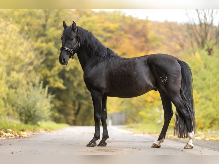Cruzado Gelding 10 years 15 hh Black in Windhagen