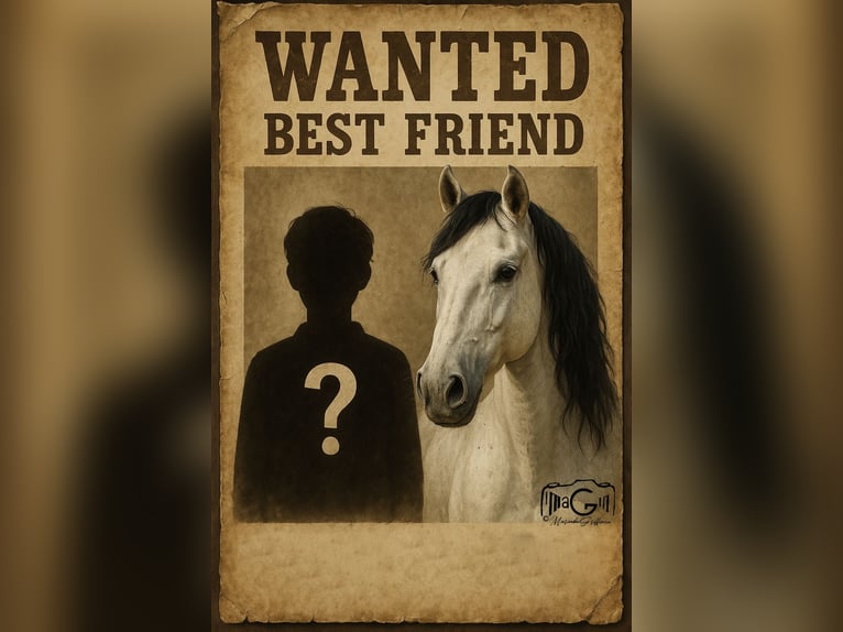Cruzado Gelding 10 years 15 hh Gray-Dark-Tan in Ysselsteyn