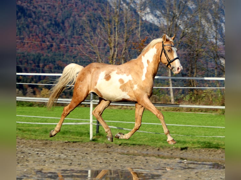 Cruzado Gelding 10 years 15,1 hh Overo-all-colors in Kirchbichl