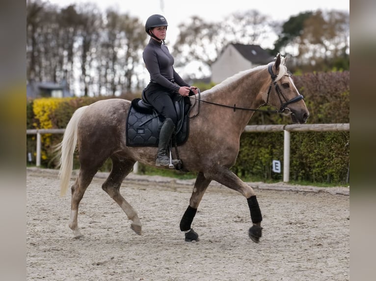 Cruzado Gelding 10 years 15,1 hh Palomino in Neustadt (Wied)