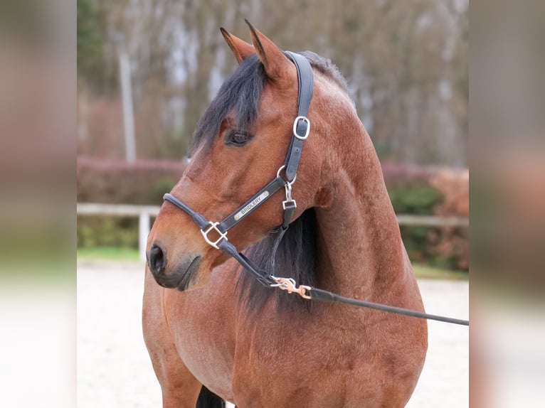 Cruzado Gelding 10 years 15,1 hh Roan-Red in Neustadt (Wied)