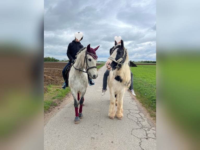 Cruzado Gelding 10 years 15,2 hh Gray in Weiterstadt