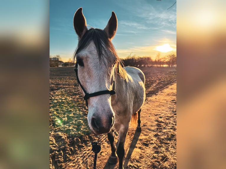 Cruzado Gelding 10 years 15,2 hh Gray in Weiterstadt