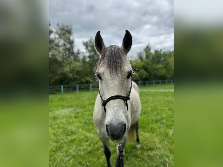 Cruzado Gelding 10 years 15,2 hh Gray in Weiterstadt