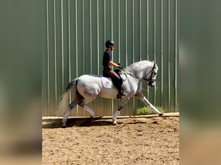 Cruzado Gelding 10 years 15,2 hh Grey in Madrid
