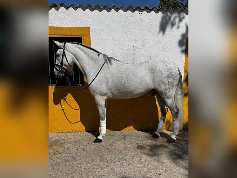 Cruzado Gelding 10 years 15,2 hh Grey in Madrid