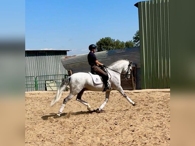 Cruzado Gelding 10 years 15,2 hh Grey in Madrid