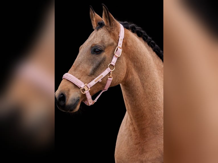 Cruzado Gelding 10 years 15,3 hh  in Nettersheim