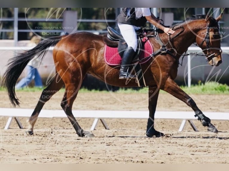 Cruzado Gelding 10 years 16 hh Brown in Villaverde De Medina