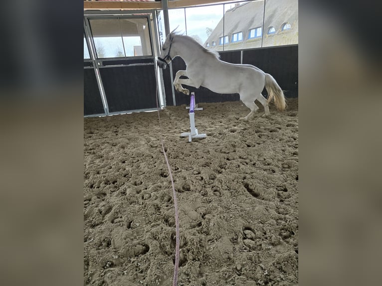 Cruzado Gelding 11 years 14,1 hh Gray-Fleabitten in Bösdorf - Oberkleveez