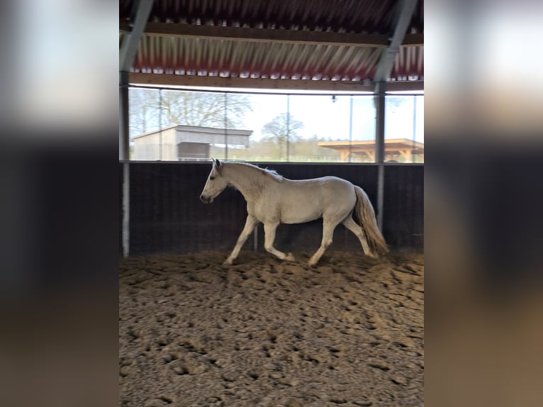 Cruzado Gelding 11 years 14,1 hh Gray-Fleabitten in Bösdorf - Oberkleveez