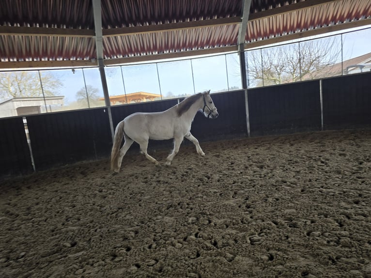 Cruzado Gelding 11 years 14,1 hh Gray-Fleabitten in Bösdorf - Oberkleveez