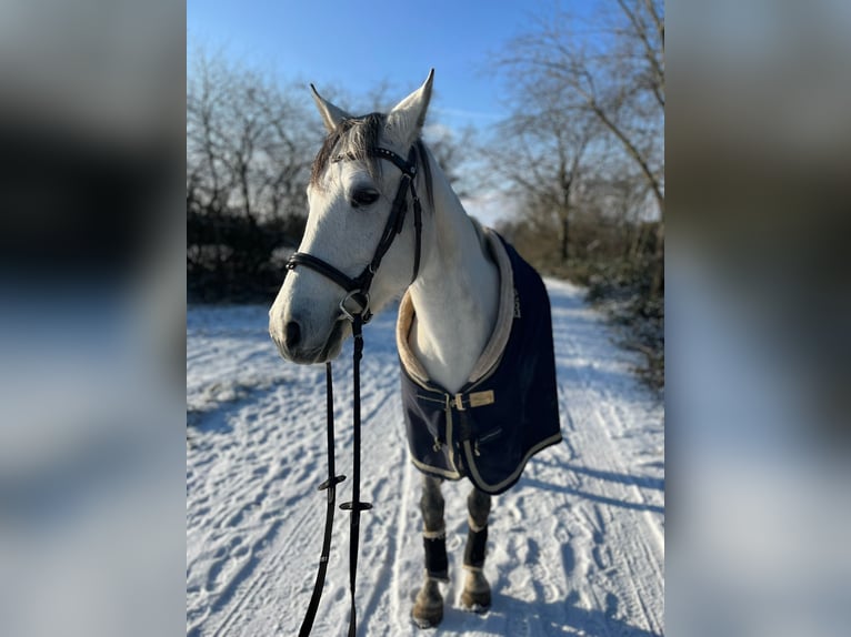 Cruzado Gelding 11 years 14,2 hh Grey-Dapple in Weiterstadt