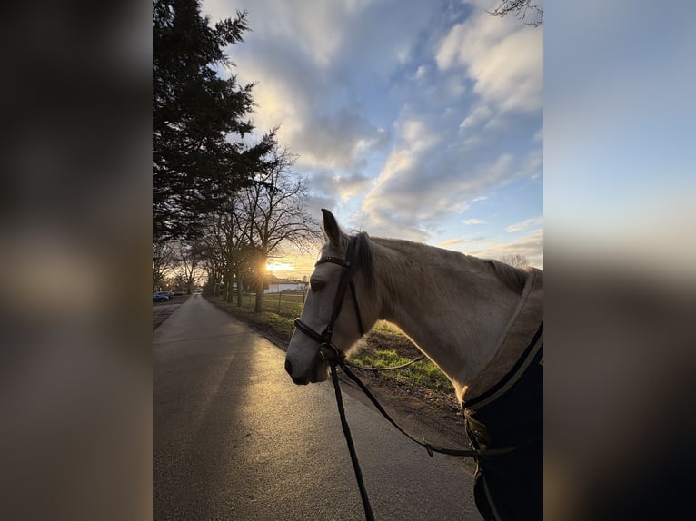 Cruzado Gelding 11 years 14,2 hh Grey-Dapple in Weiterstadt