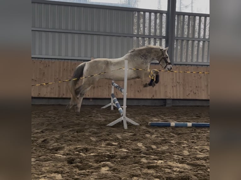 Cruzado Gelding 11 years 15.1 hh Grey-Dapple in Stade