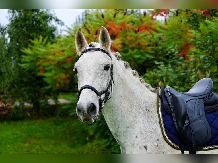 Cruzado Gelding 11 years 15.1 hh Grey-Dapple in Stade